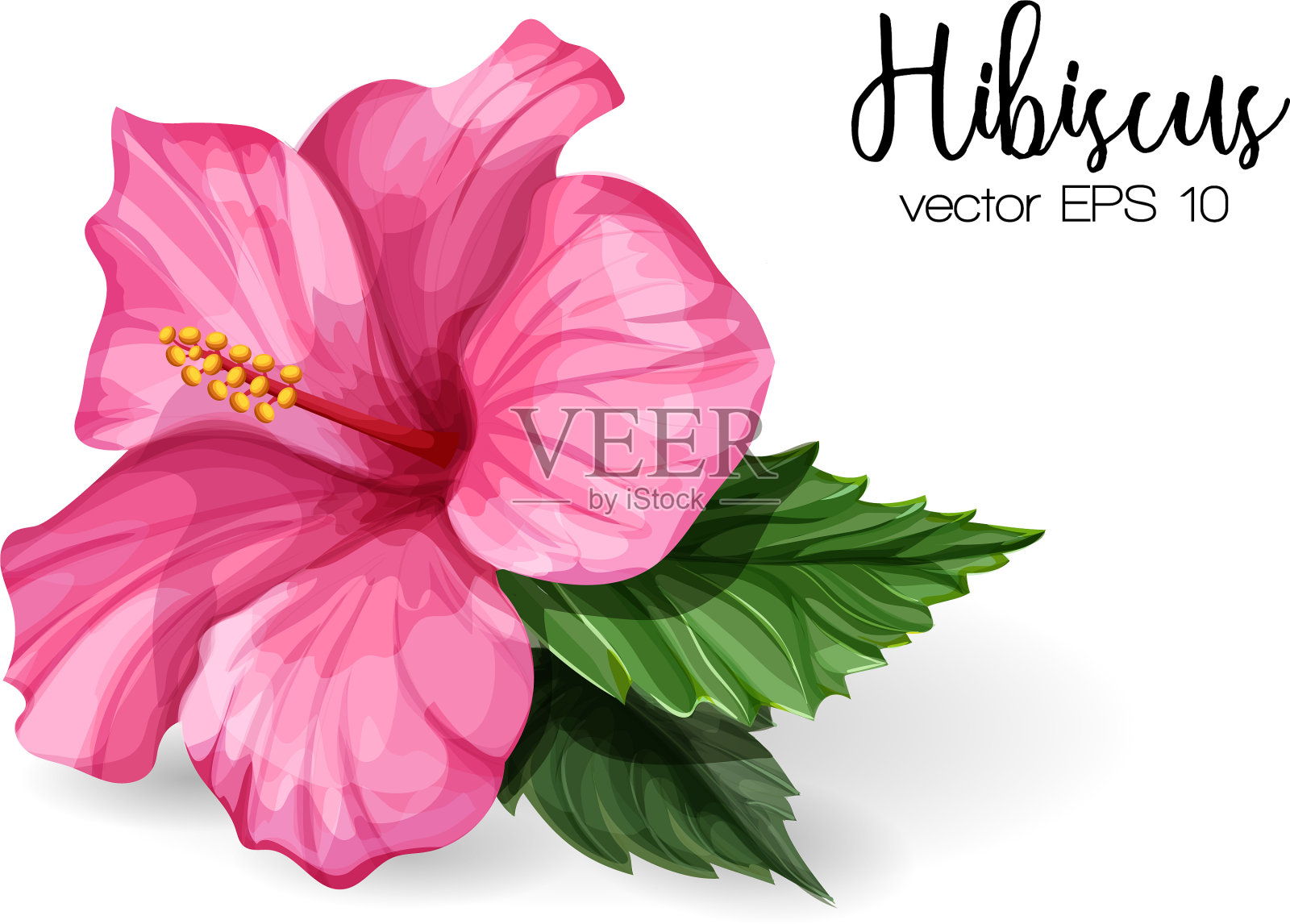 写实的芙蓉花叶子是粉红色的设计元素图片