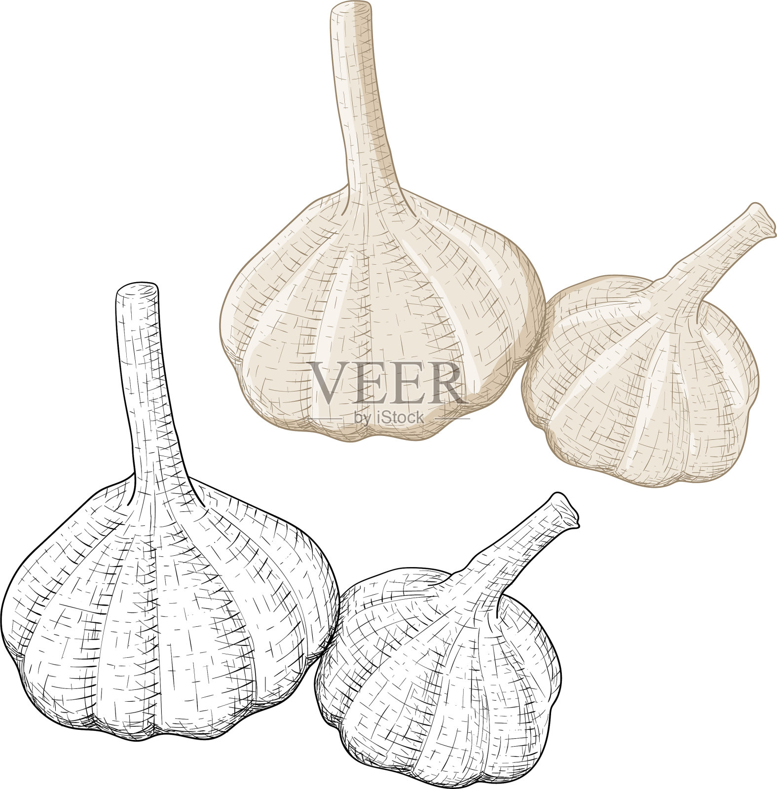 大蒜手绘草图设计元素图片