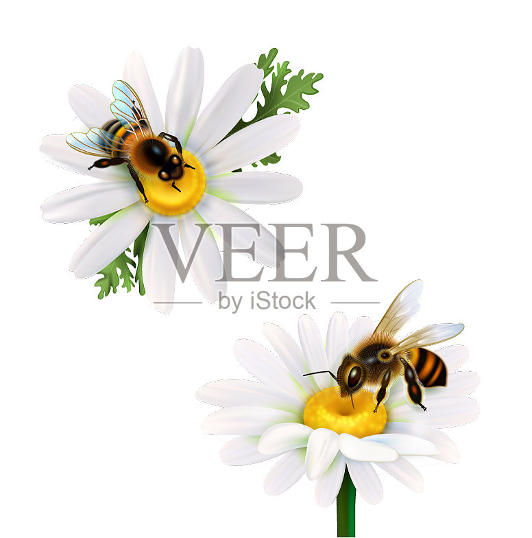 蜜蜂坐在雏菊花上设计元素图片