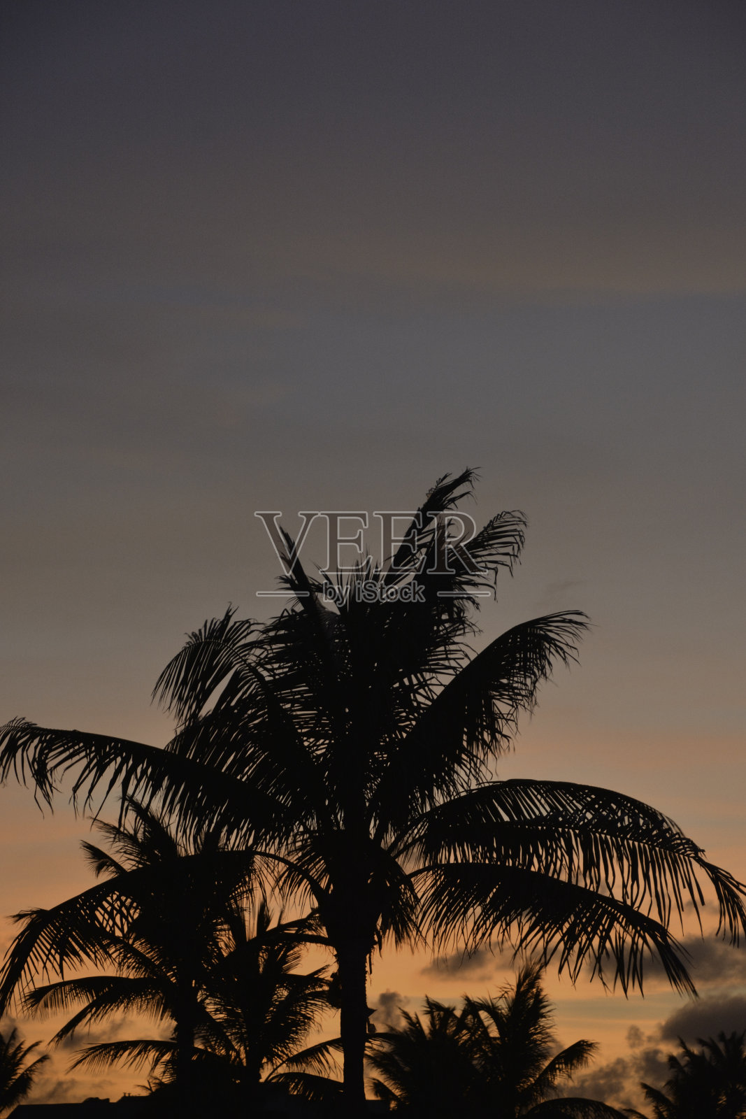 橘色日落在加勒比岛屿和棕榈树的剪影照片摄影图片