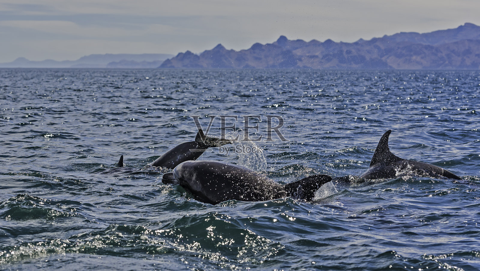 常见的宽吻海豚;语truncatus;南下加利福尼亚，科尔特斯海照片摄影图片