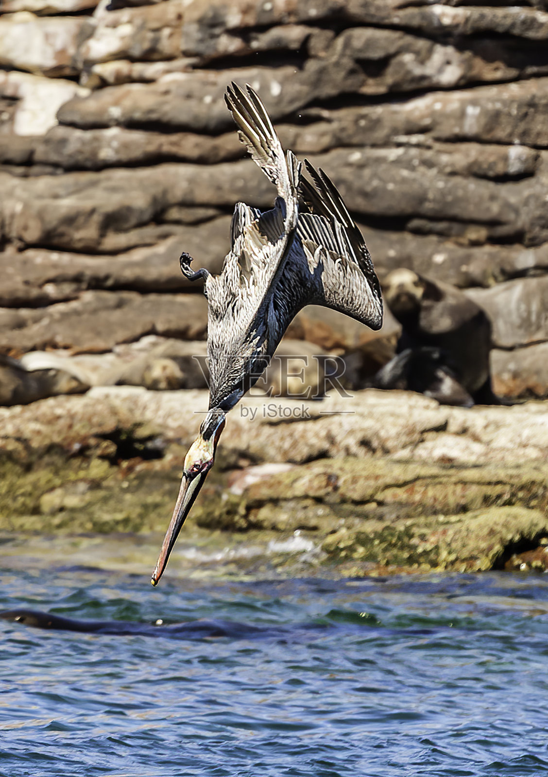 褐鹈鹕，西西鹈鹕，洛斯群岛，科尔特斯海，下加利福尼亚，墨西哥。潜水。飞行。照片摄影图片