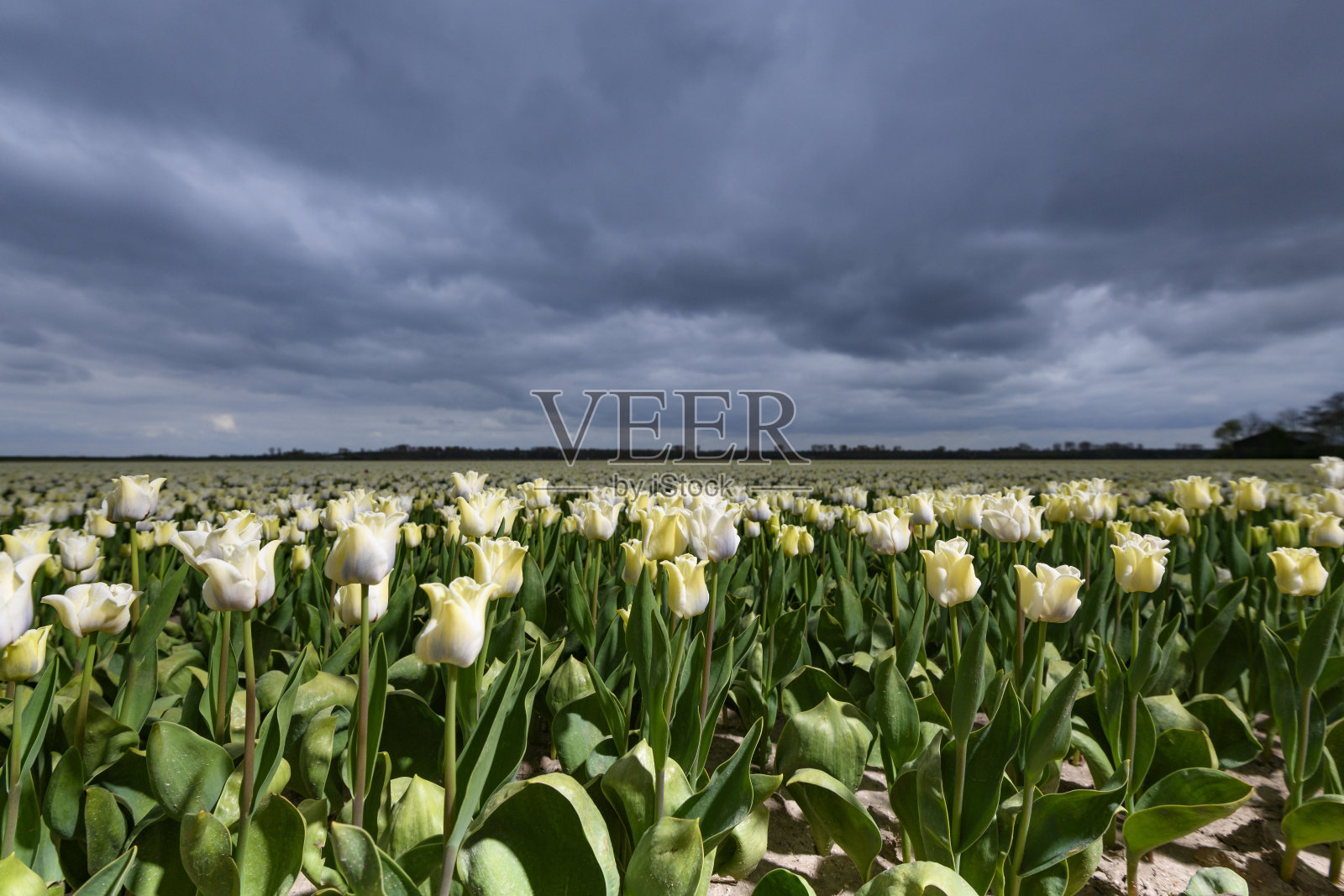 盛开的白色郁金香在田野与阴天的背景在春天照片摄影图片