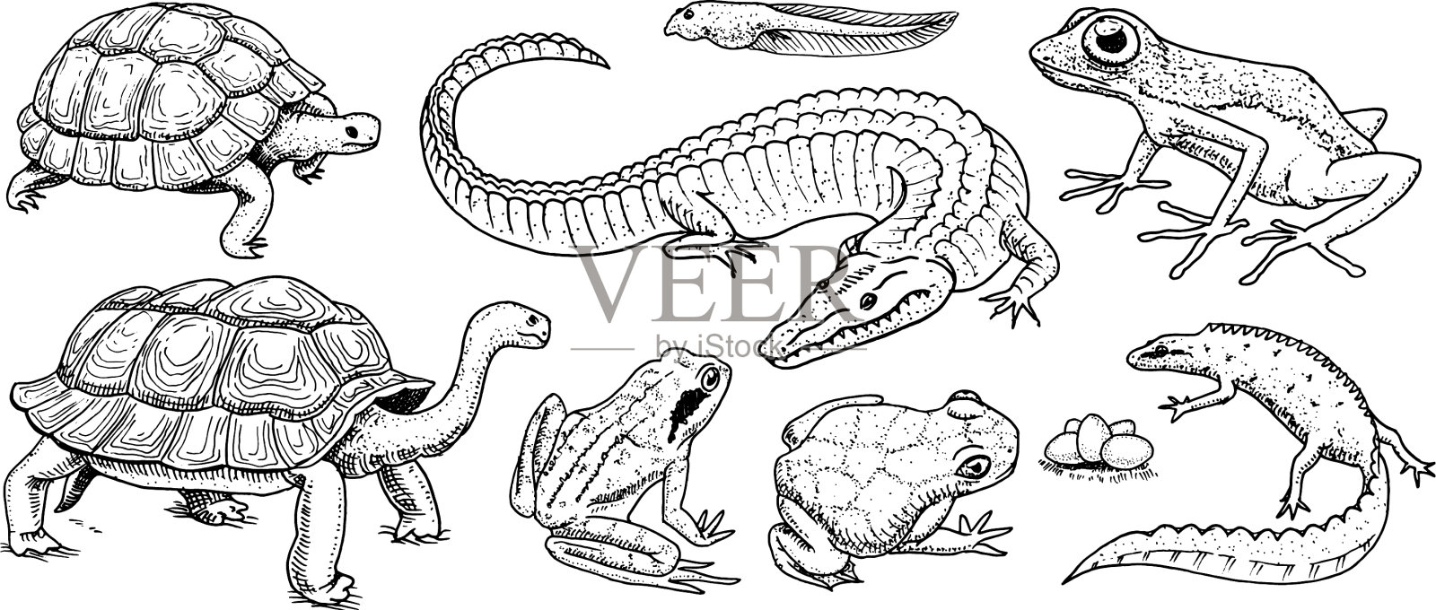鳄鱼、乌龟、爬行动物和两栖动物集合设计元素图片