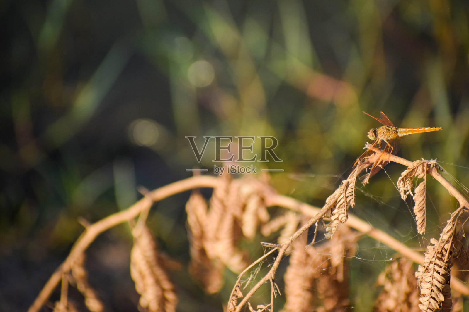 龙飞翔照片摄影图片