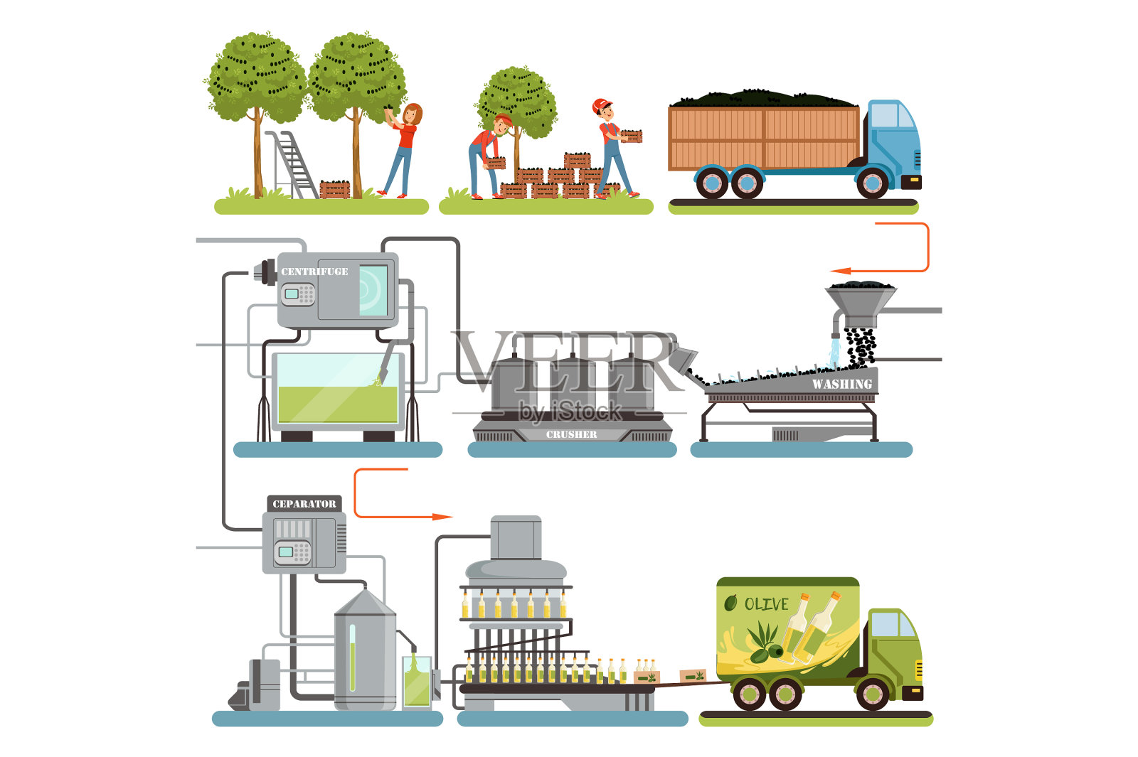 橄榄油的生产过程分为采收阶段设计元素图片