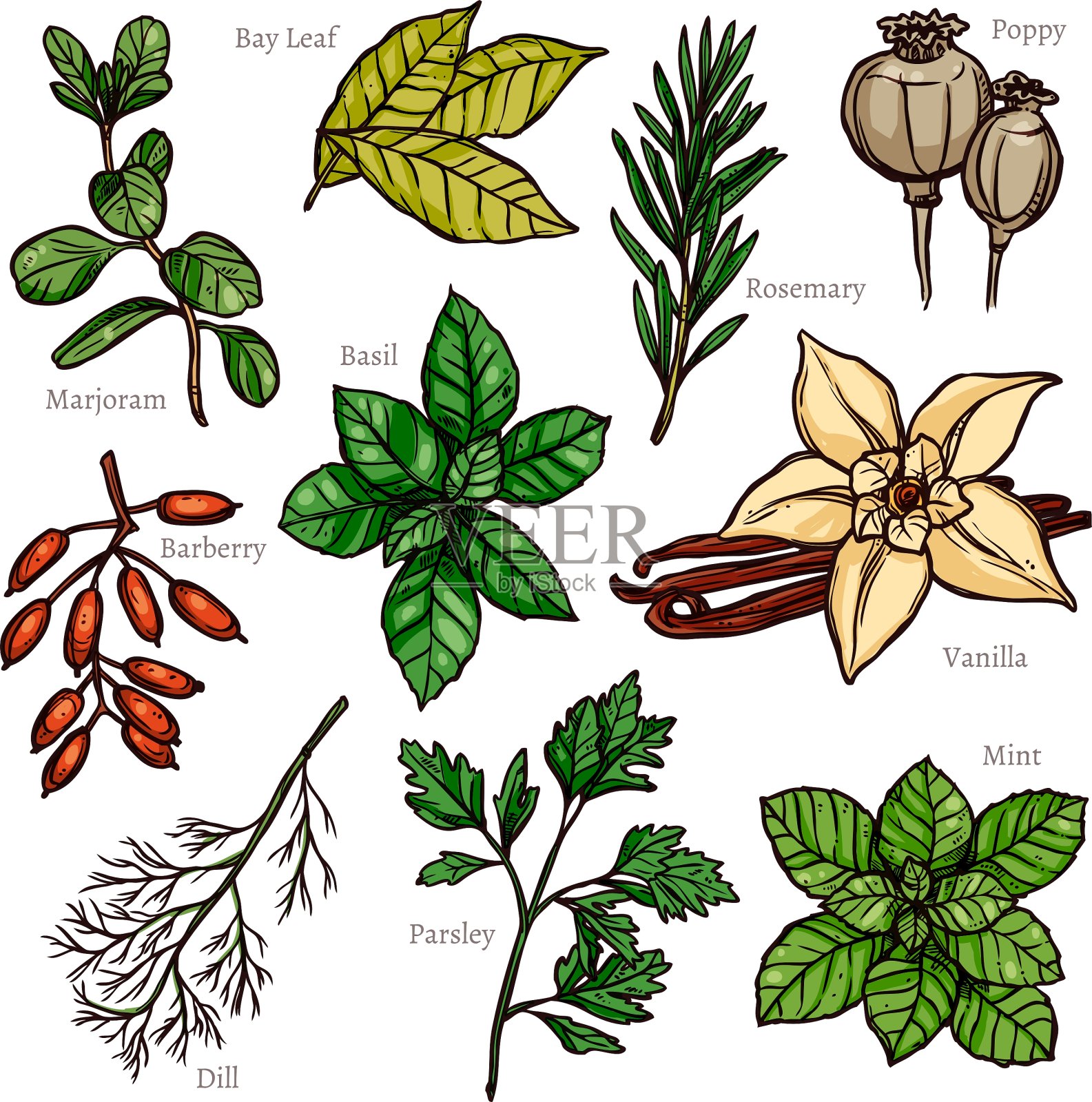 素描草药和香料颜色收集设计元素图片