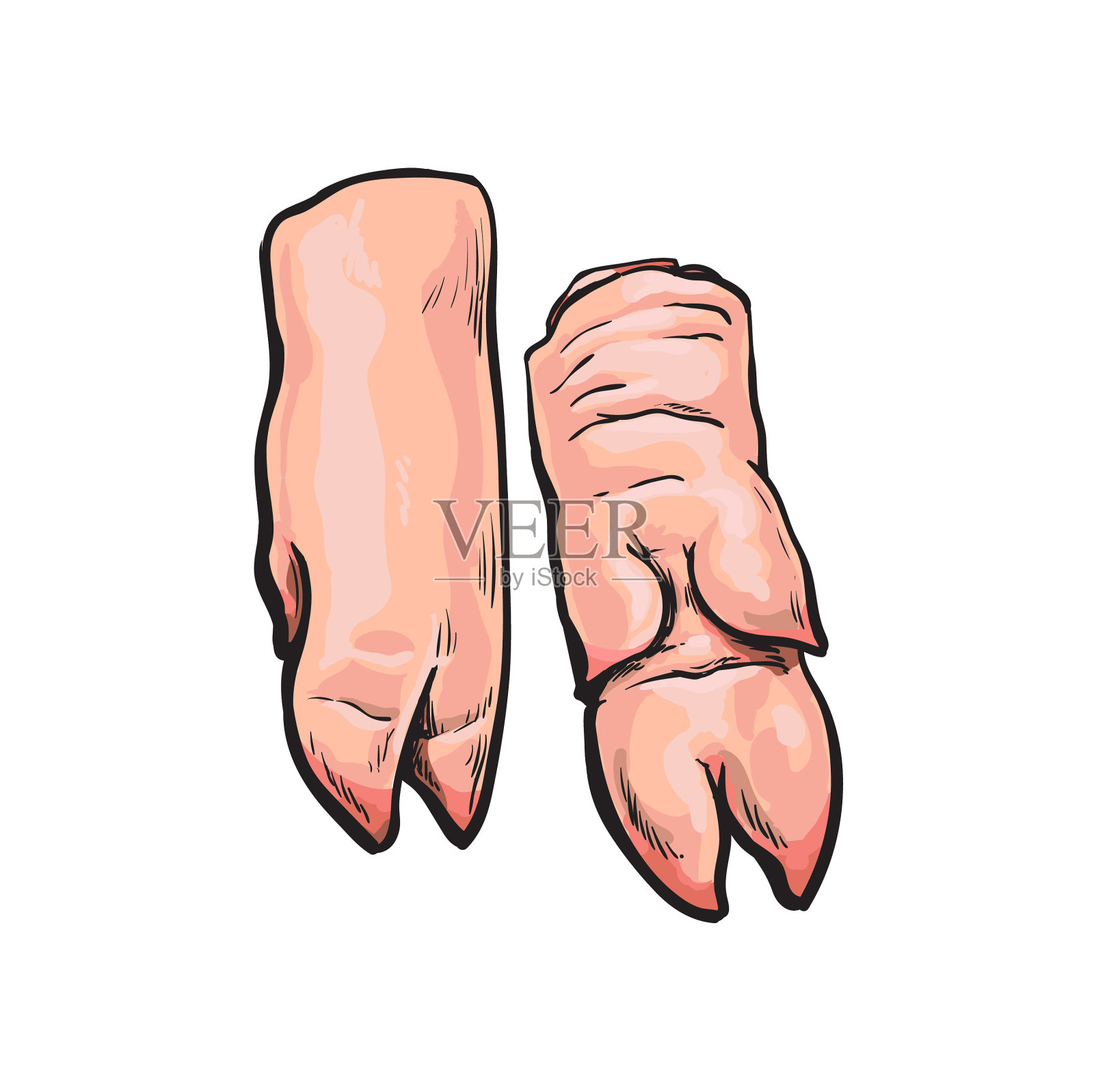 猪肉生切腿肉素描孤立设计元素图片