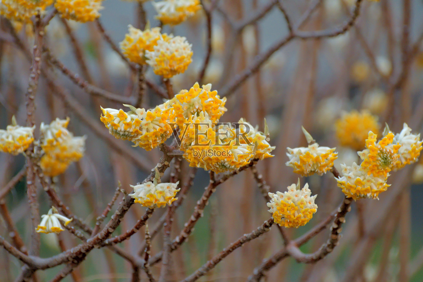 黄瑞香照片摄影图片