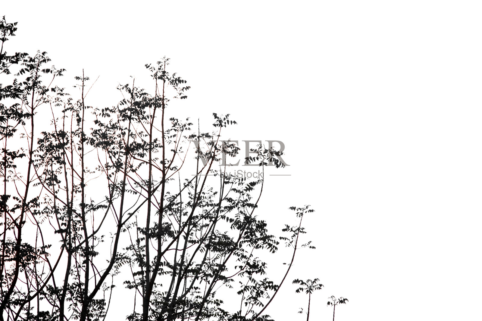 在孤立的常青树的树枝上，剪下的植物叶子在白色的背景上有一条修剪的小路。照片摄影图片