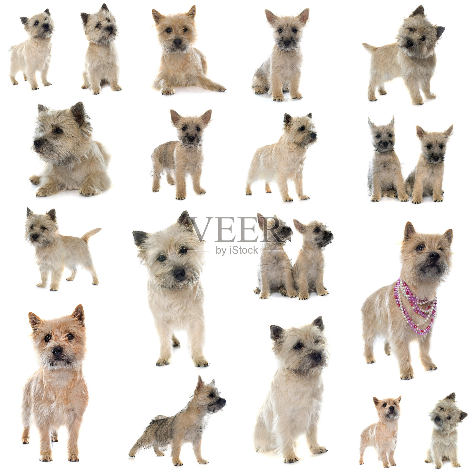 一组凯恩梗照片摄影图片