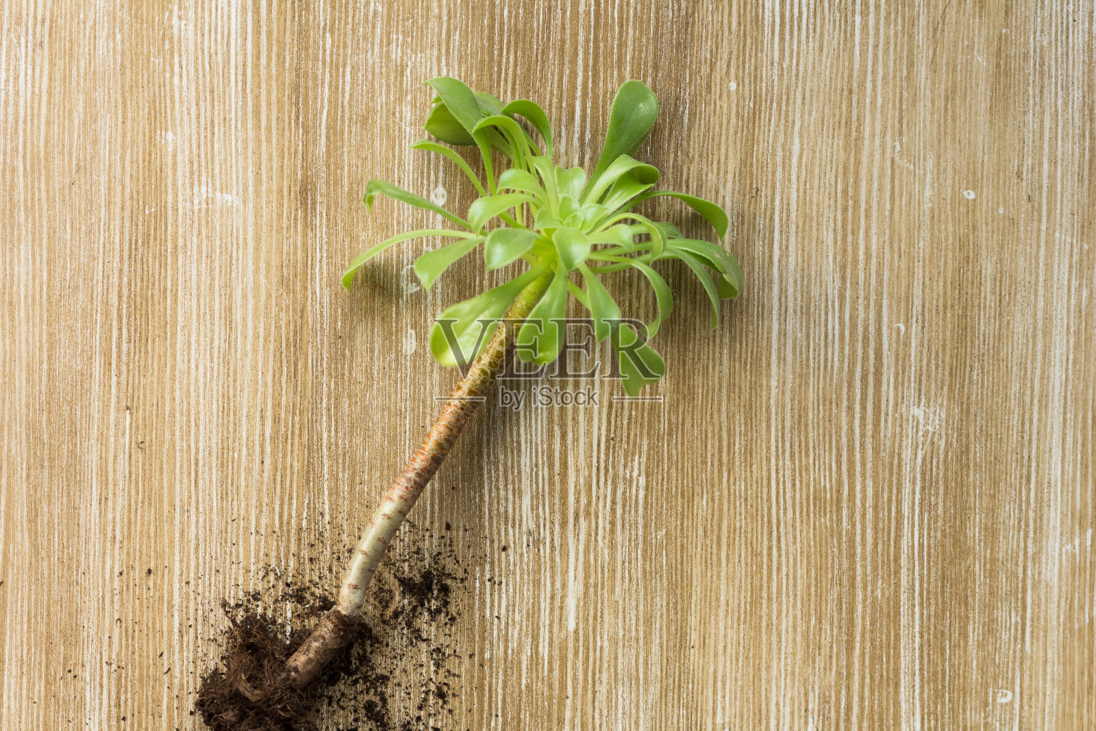 顶部视图的绿色Aeonium与根切割和重新盆栽之前的木制背景照片摄影图片