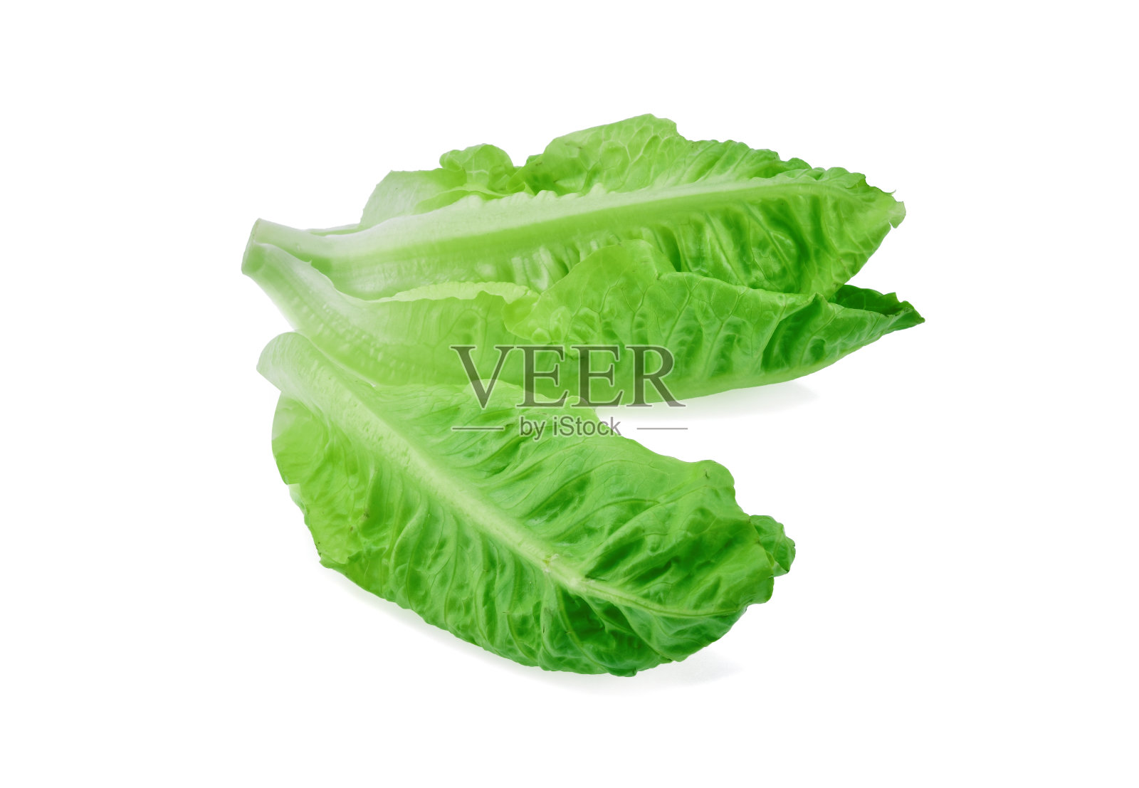 新鲜的婴儿，生菜被孤立在白色的背景下照片摄影图片