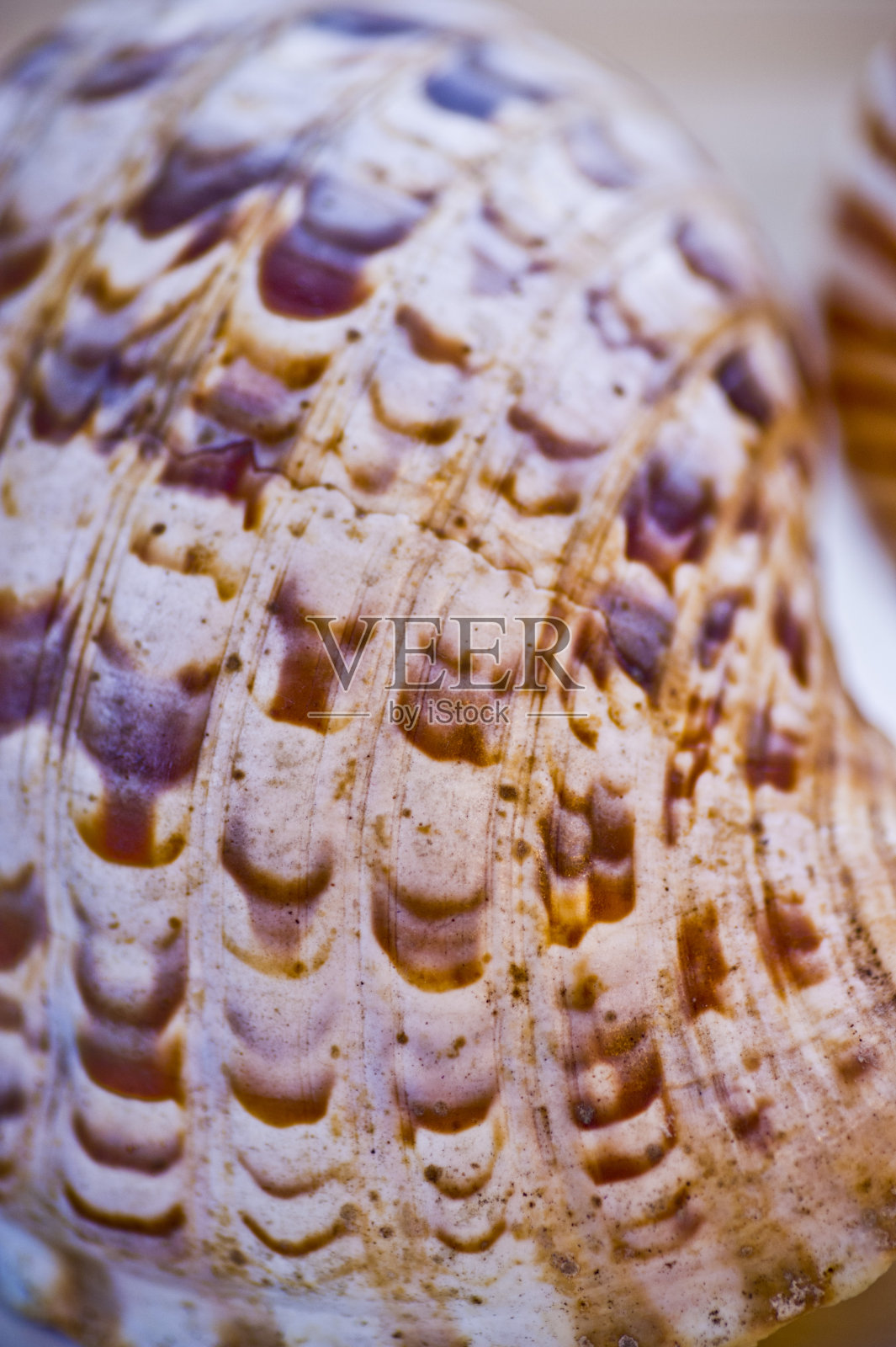 海洋贝壳照片摄影图片