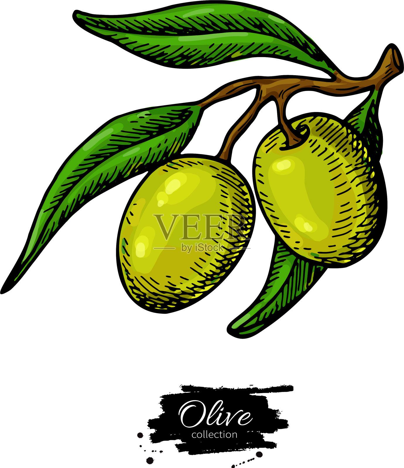 橄榄枝手绘设计元素图片