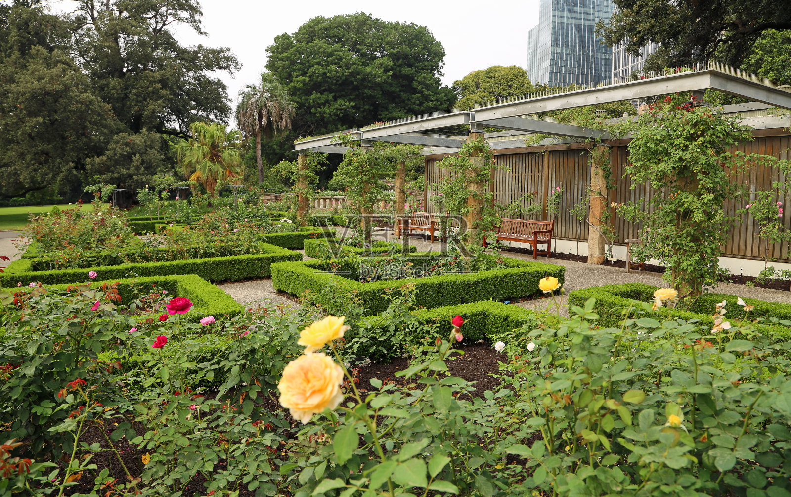 在玫瑰花园照片摄影图片
