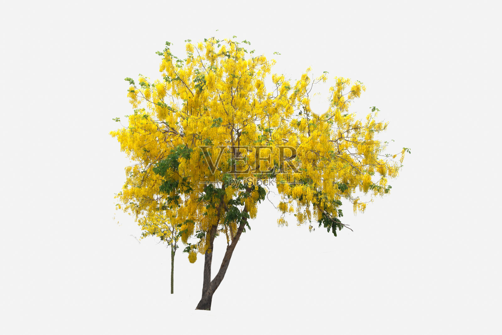 石竹或金树或牛油贝树上孤立，一种常绿叶植物di切割在白色的背景与修剪路径。照片摄影图片