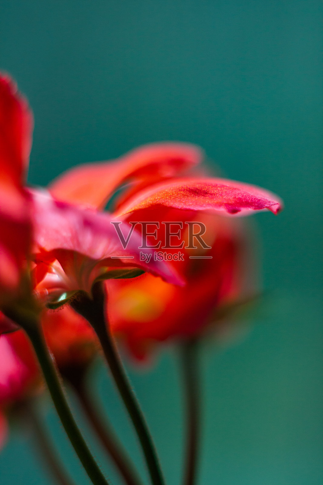 粉红色天竺葵花的特写照片摄影图片