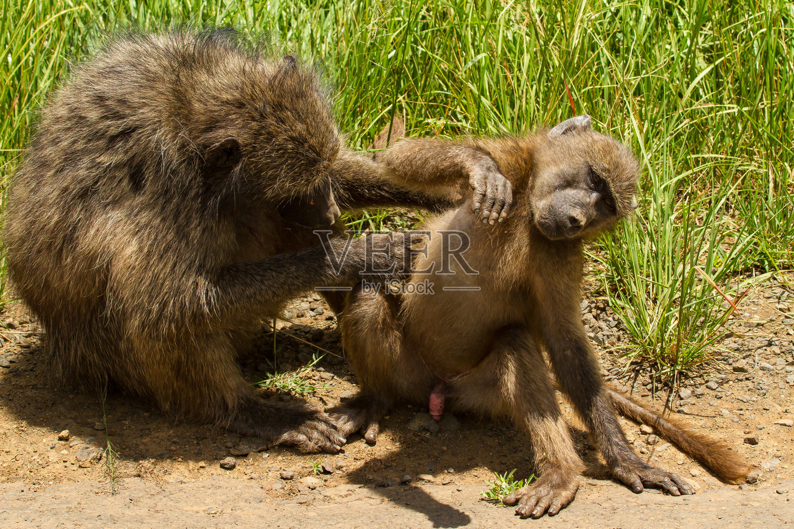 大狒狒狒狒梳理照片摄影图片