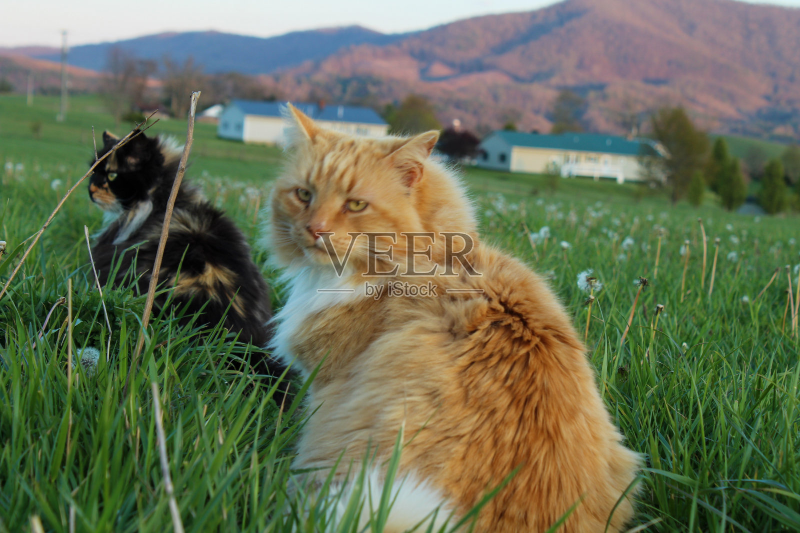 猫在农田里照片摄影图片