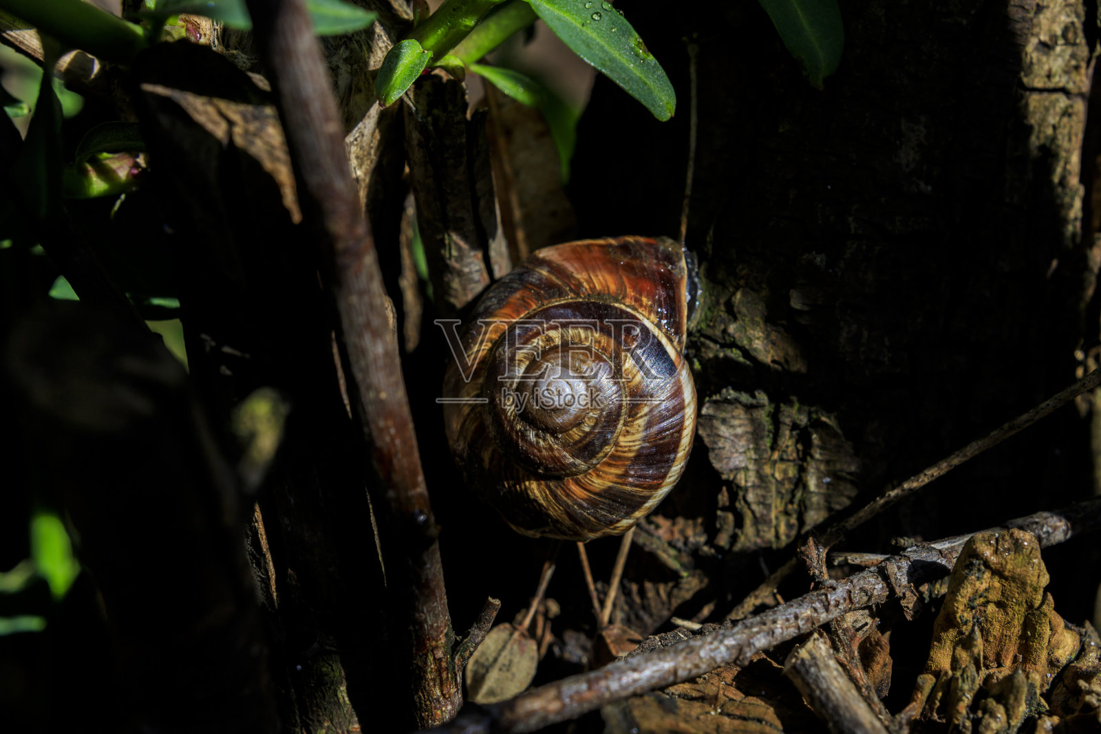 蜗牛壳在地面上靠近照片摄影图片
