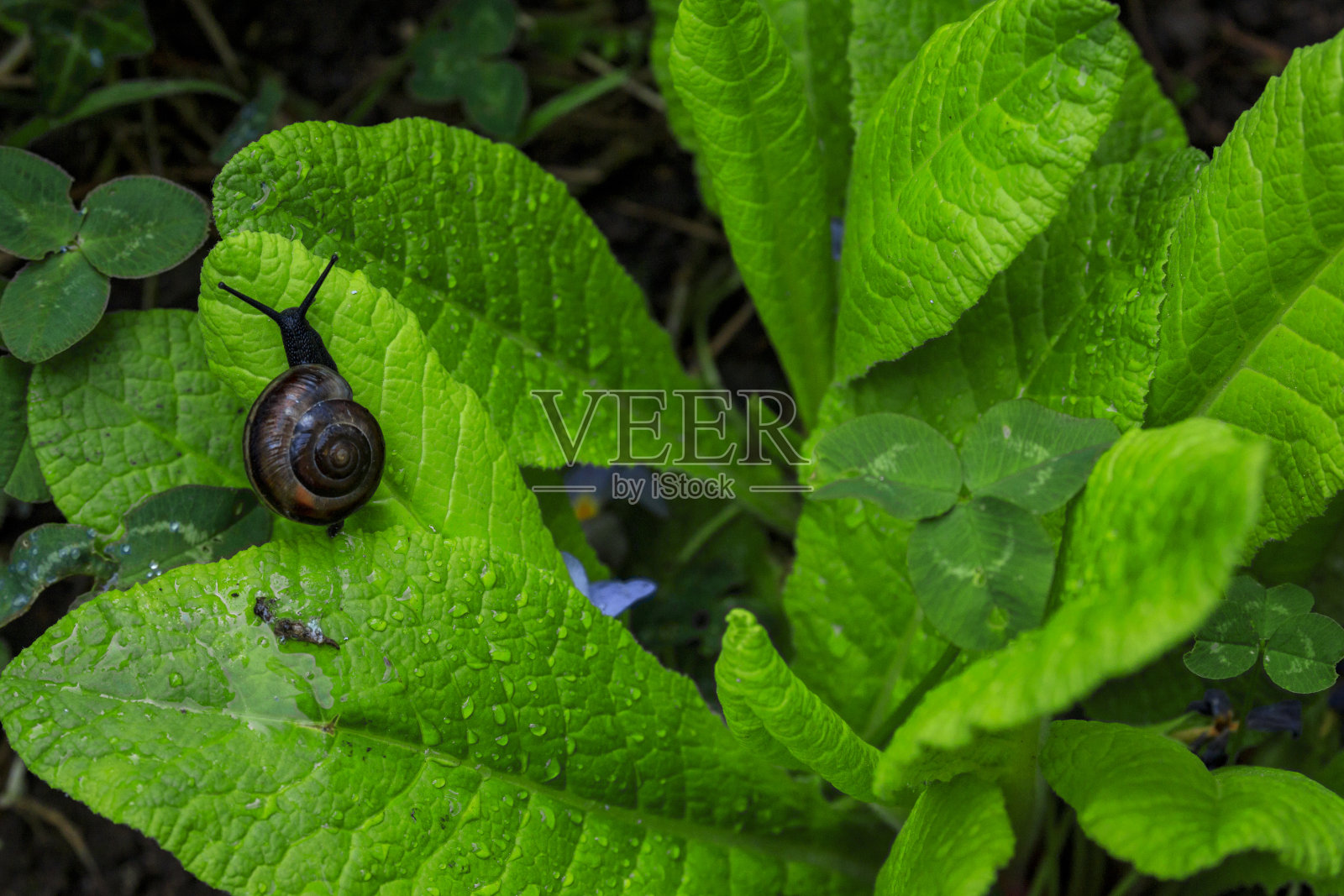 雨中蜗牛在树叶上爬行照片摄影图片