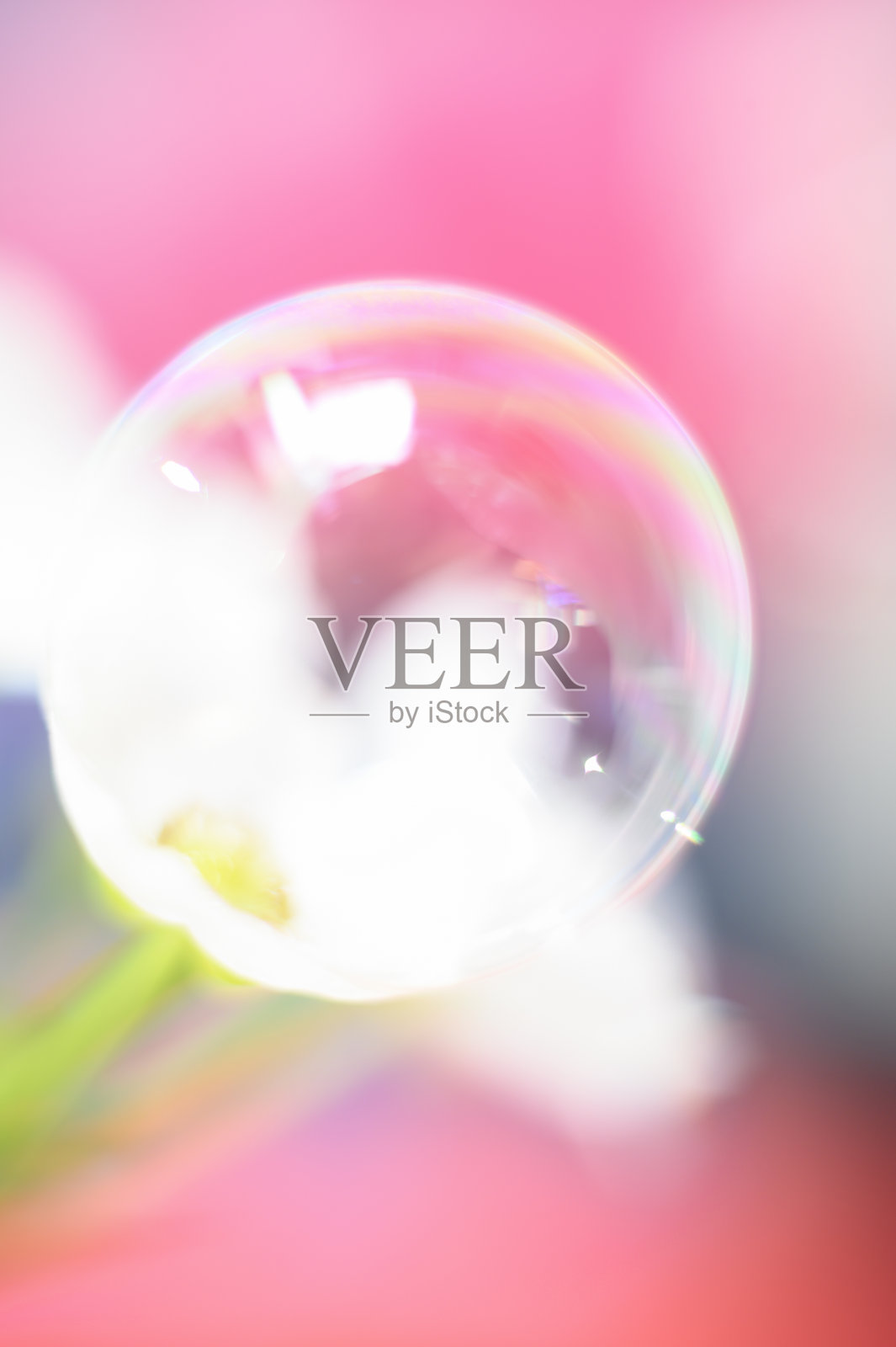 花朵五彩缤纷，甜美柔和照片摄影图片