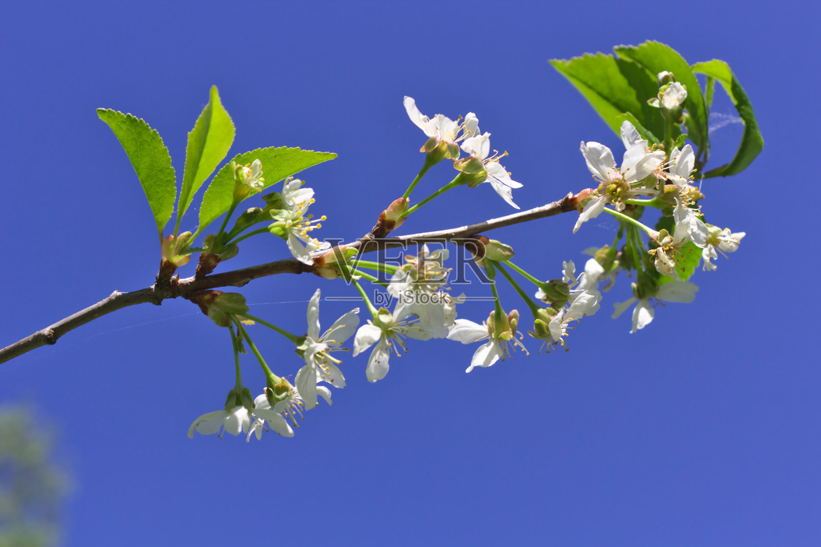 樱花照片摄影图片
