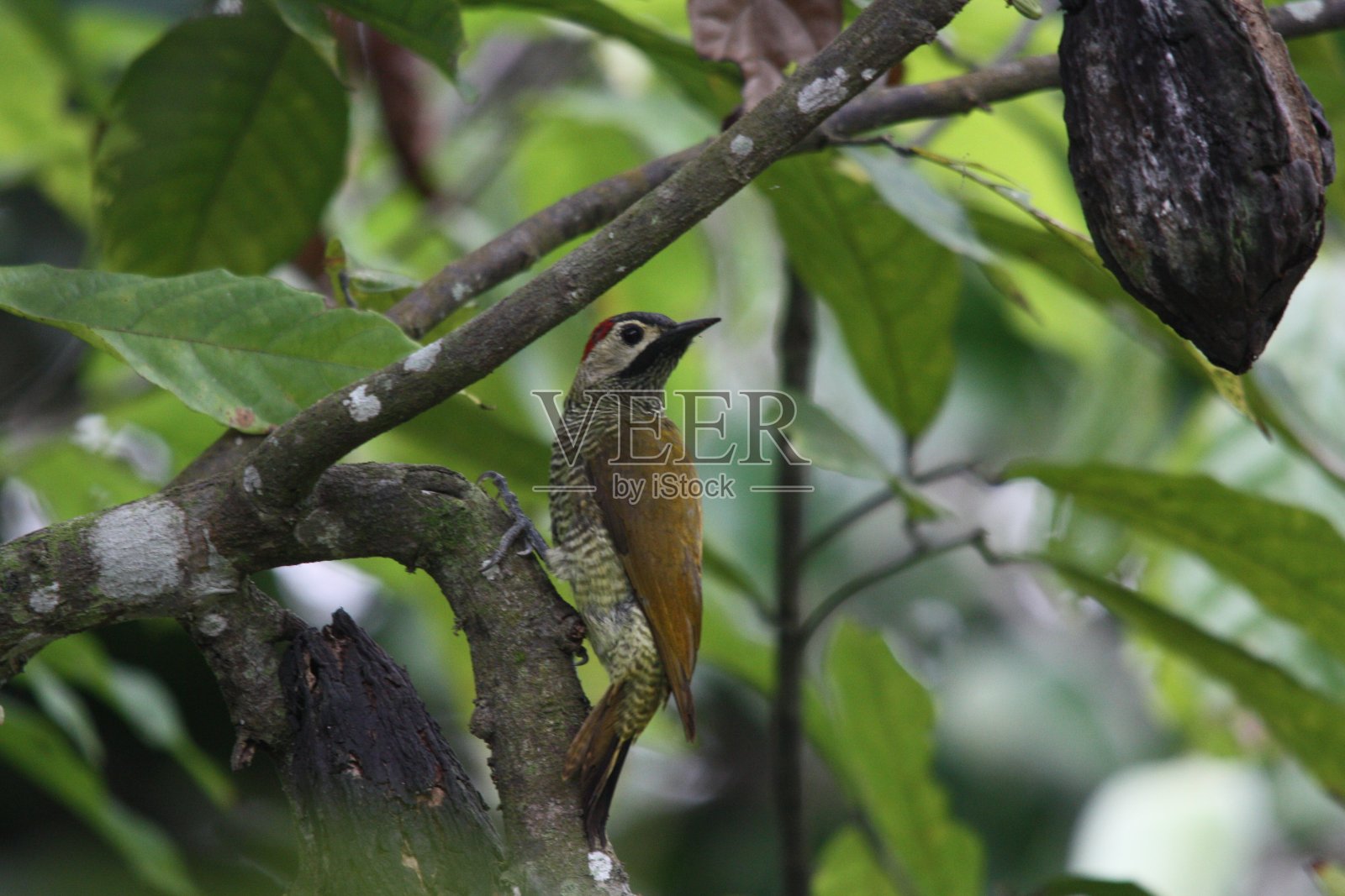 金橄榄啄木鸟照片摄影图片