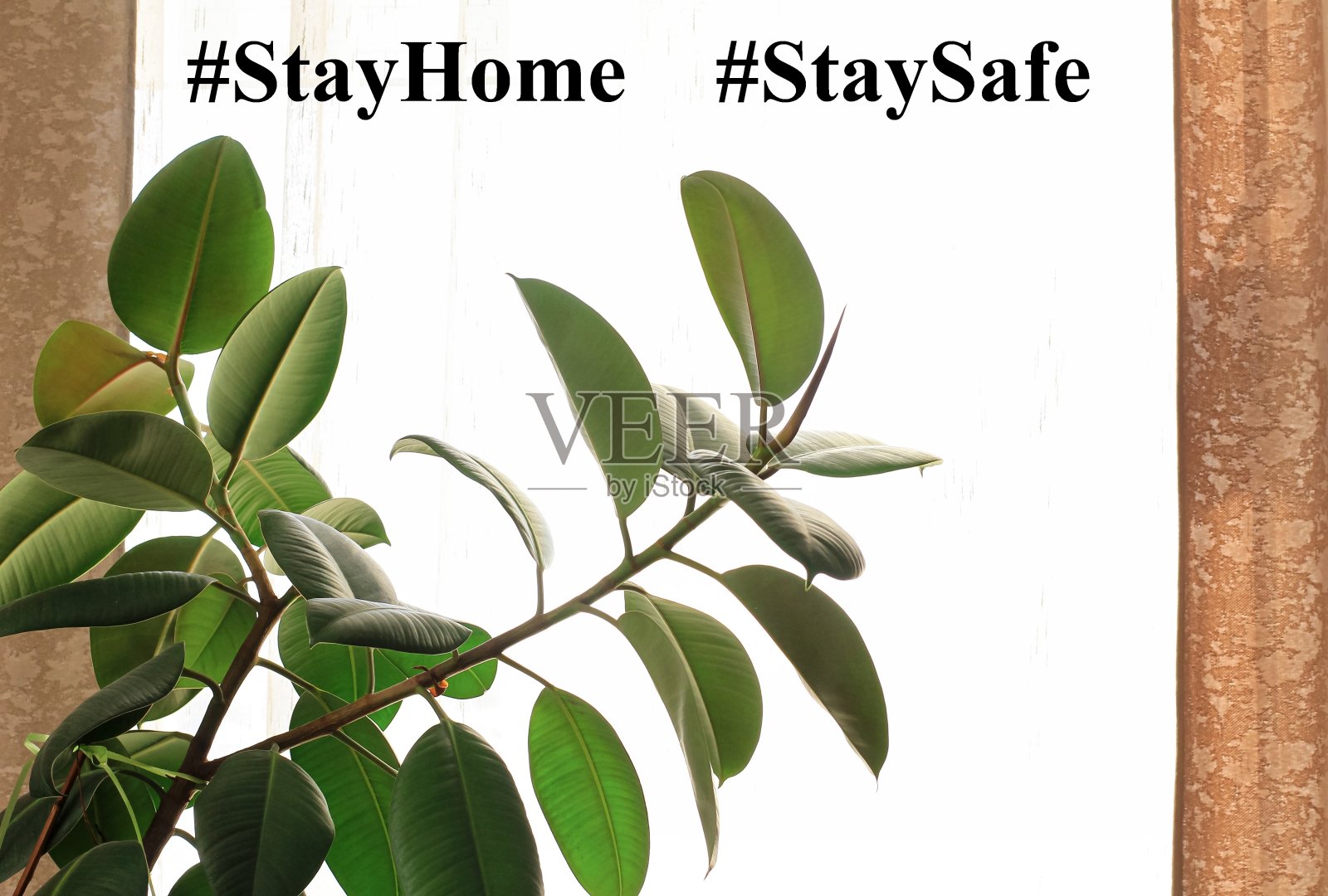 榕树弹性植物橡胶树在花盆与棕色窗帘窗。在新冠肺炎大流行期间保持身体隔离、在家、社交距离、隔离的概念。照片摄影图片