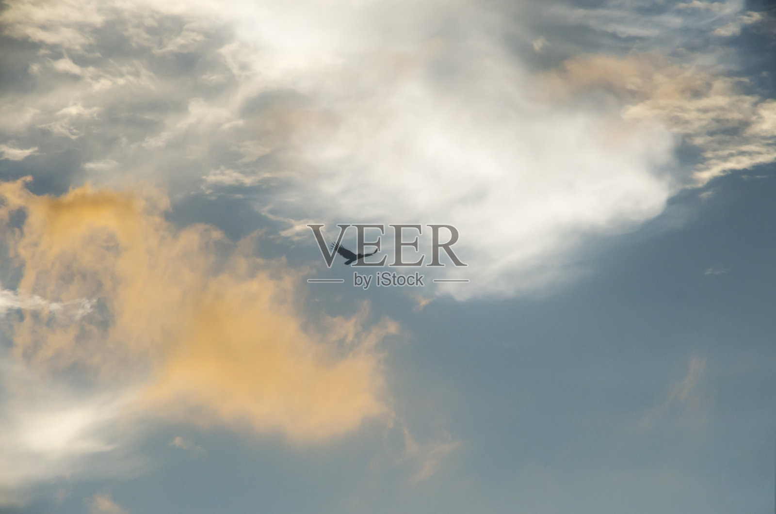 天空中老鹰的剪影照片摄影图片