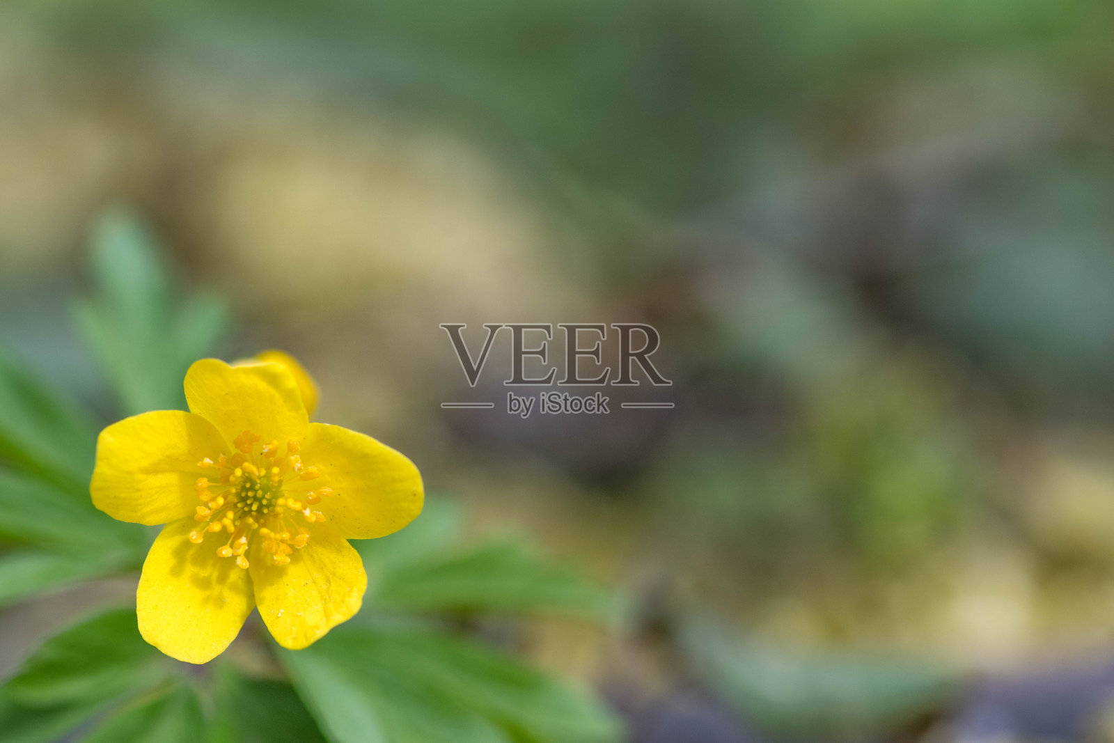 春天的黄花照片摄影图片