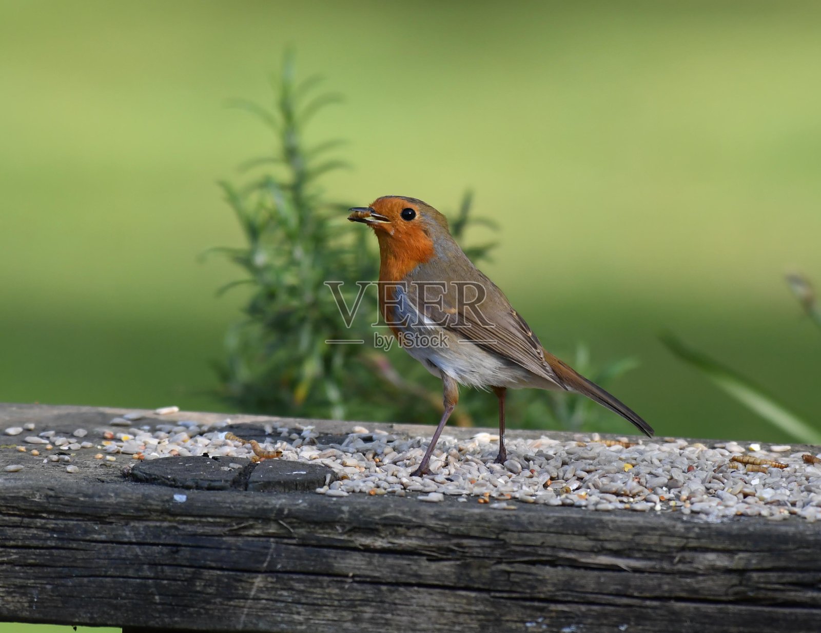 罗宾红胸摆姿势在花园长凳上照片摄影图片