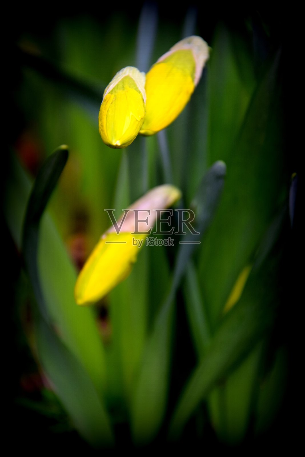 Frühlingsbote照片摄影图片