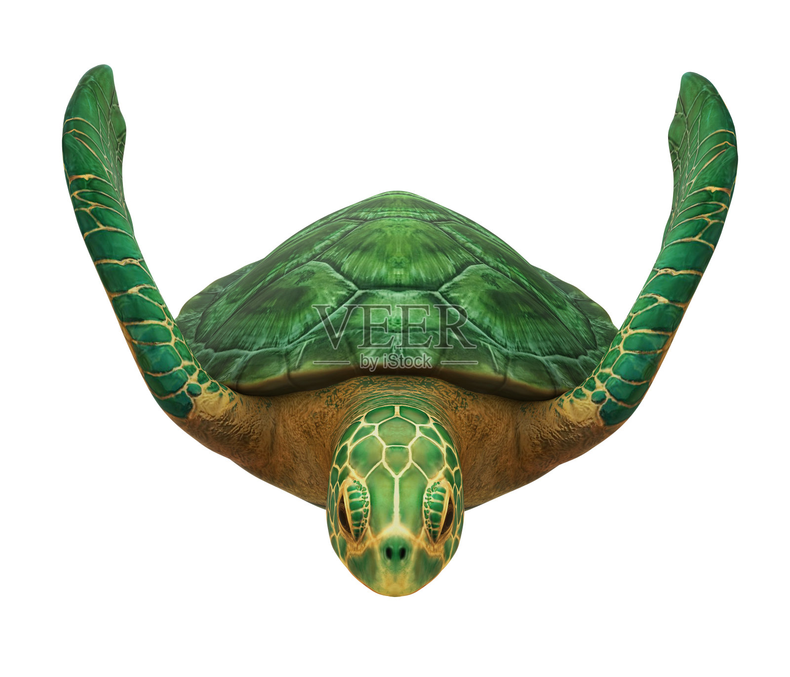 海龟孤立照片摄影图片