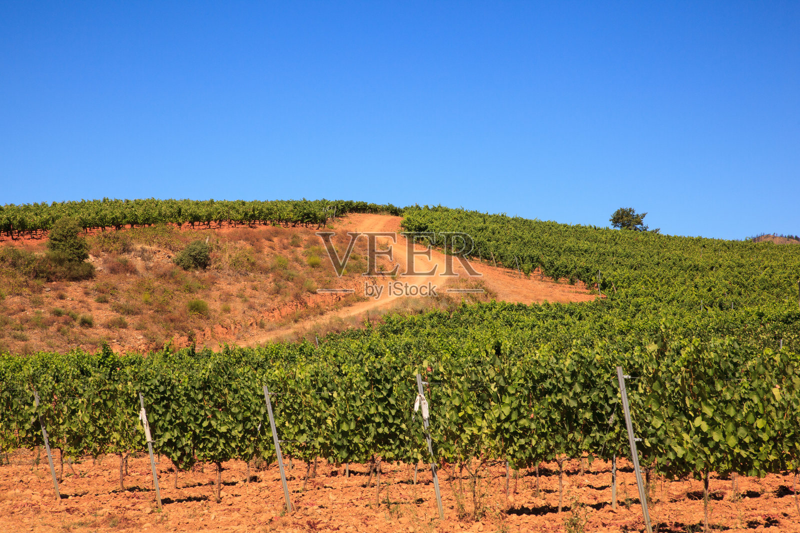 西班牙乡村的葡萄园，villafrana del Bierzo的领土照片摄影图片