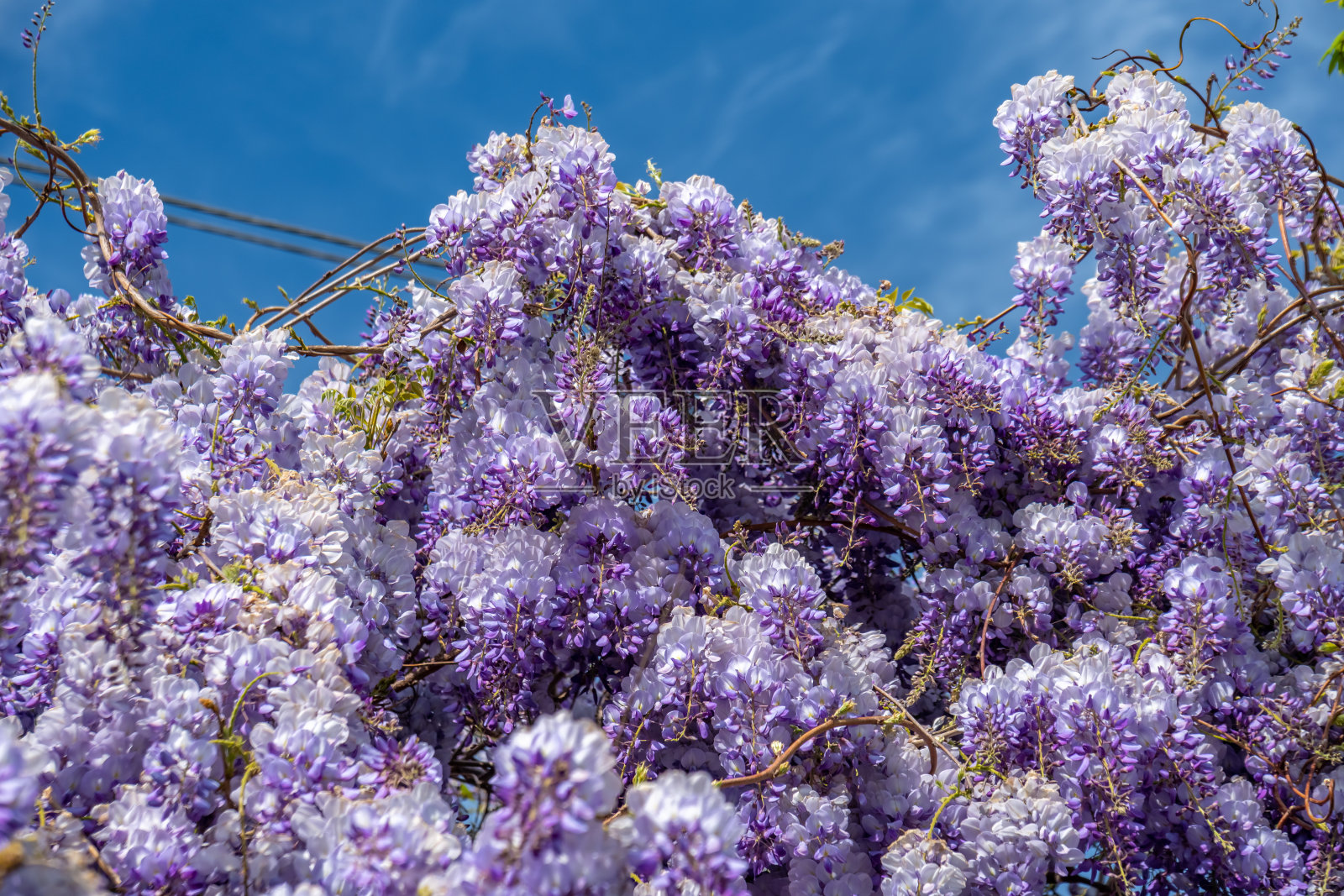 美丽的紫藤花瀑布。春天的花朵照片摄影图片