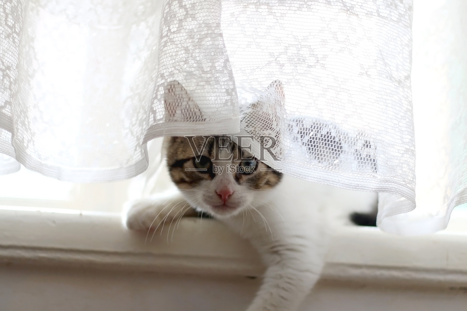 小猫藏照片摄影图片