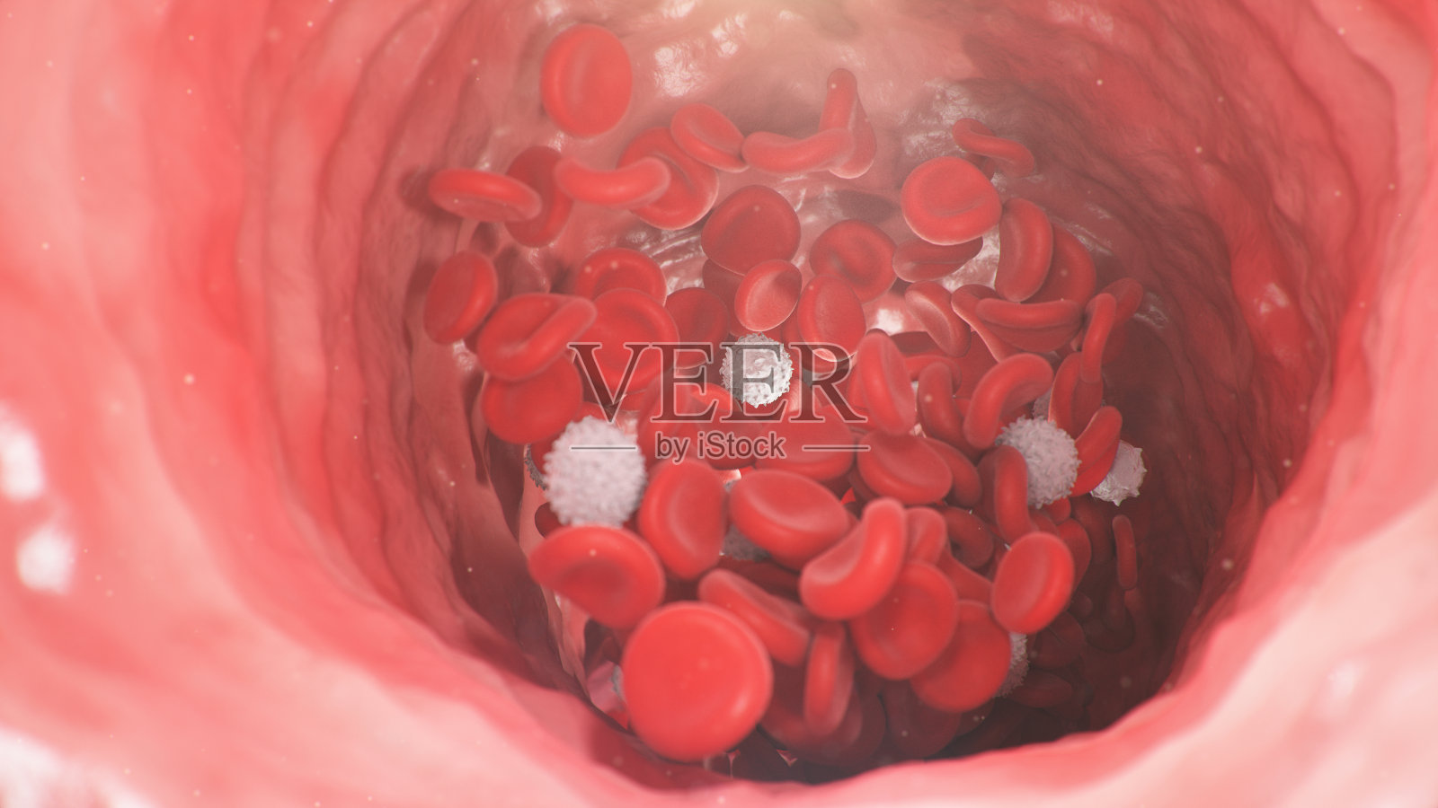 红细胞和白细胞在动脉内移动。红细胞为整个身体运送营养物质，例如氧气。医学科学说明照片摄影图片