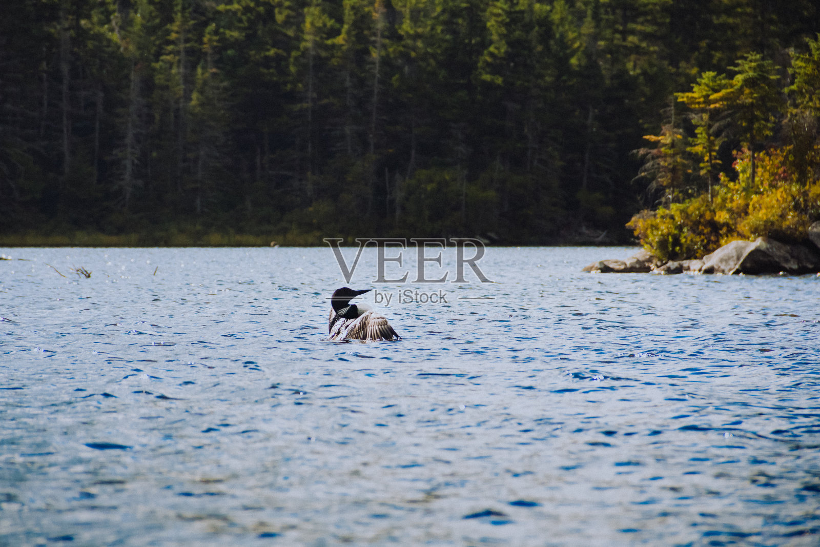 新汉普郡本顿的长池塘里的潜鸟照片摄影图片