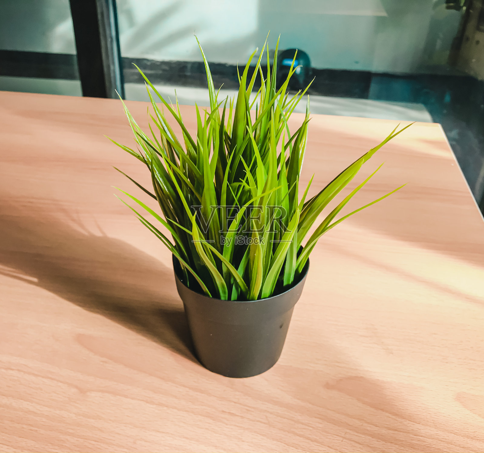 桌上盆栽植物特写镜头照片摄影图片