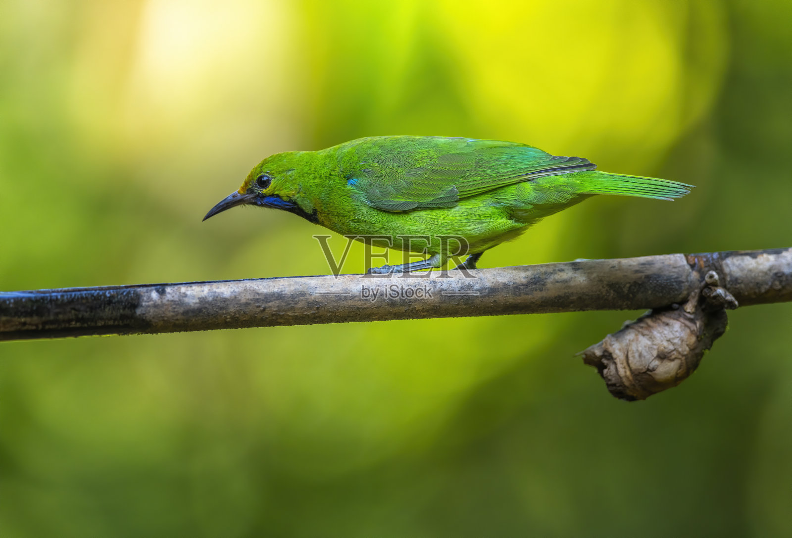 鸟照片摄影图片
