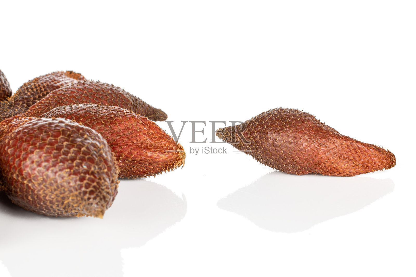 分离于白色上的奇异棕色沙蚕照片摄影图片