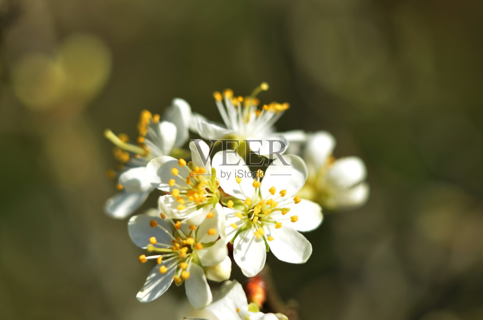 花期林木。照片摄影图片