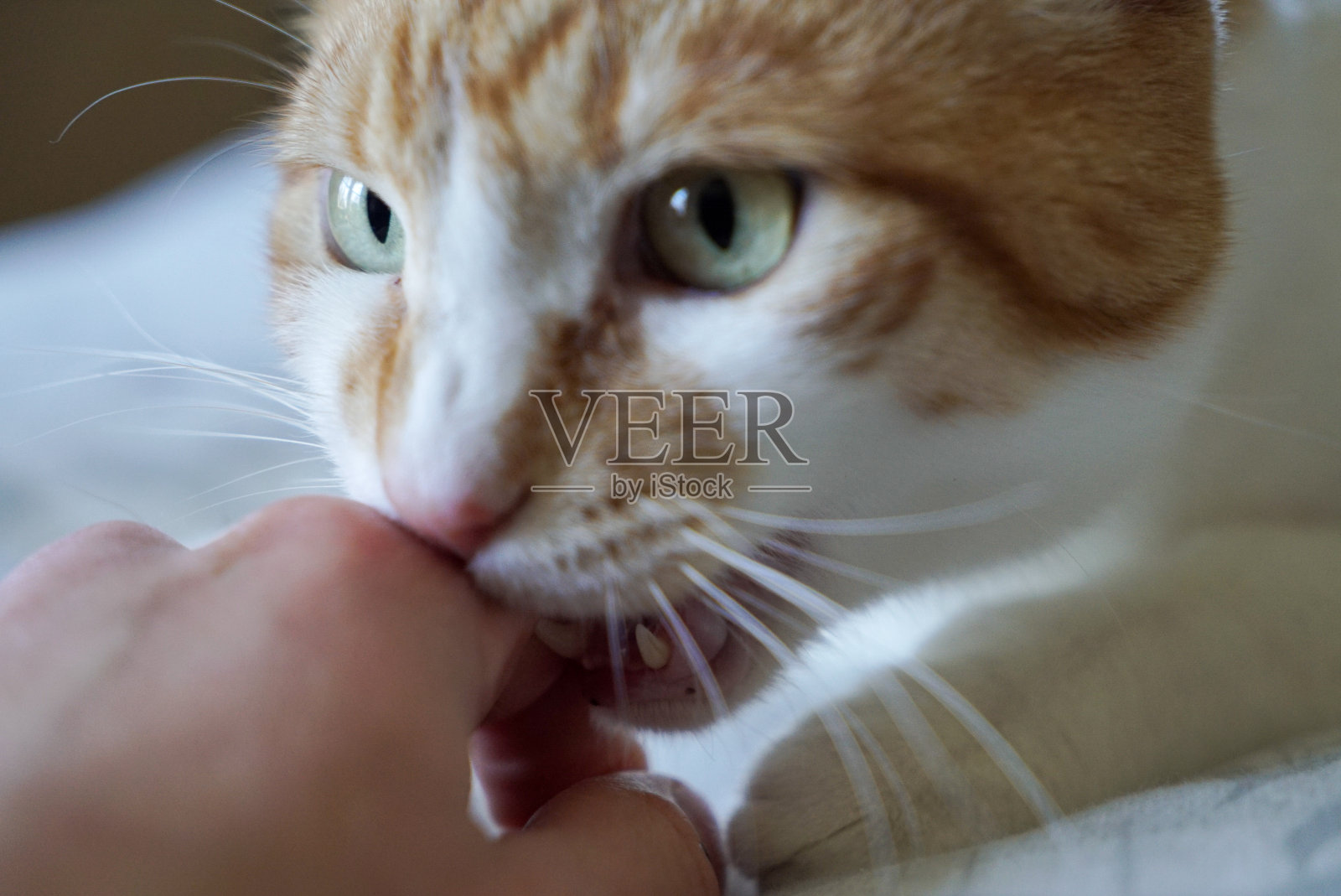 橘色虎斑猫照片摄影图片