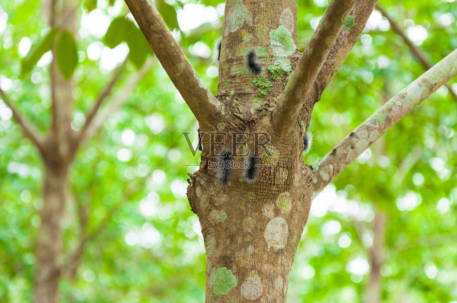 农场橡胶树上的蠕虫照片摄影图片