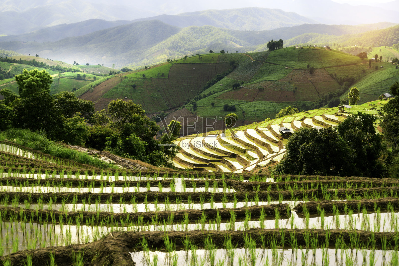 泰国清迈美丽的景观，梯田和房子。这个村庄位于梯田之间的山谷中。照片摄影图片