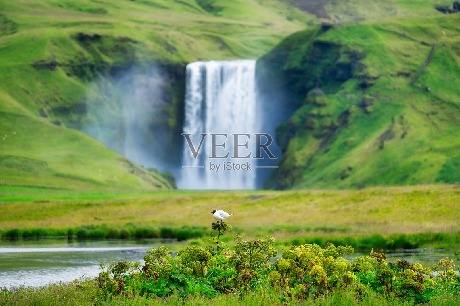 Skogafoss瀑布和鸟。冰岛的自然背景。在冰岛旅行。著名的地方在冰岛。旅行——形象照片摄影图片