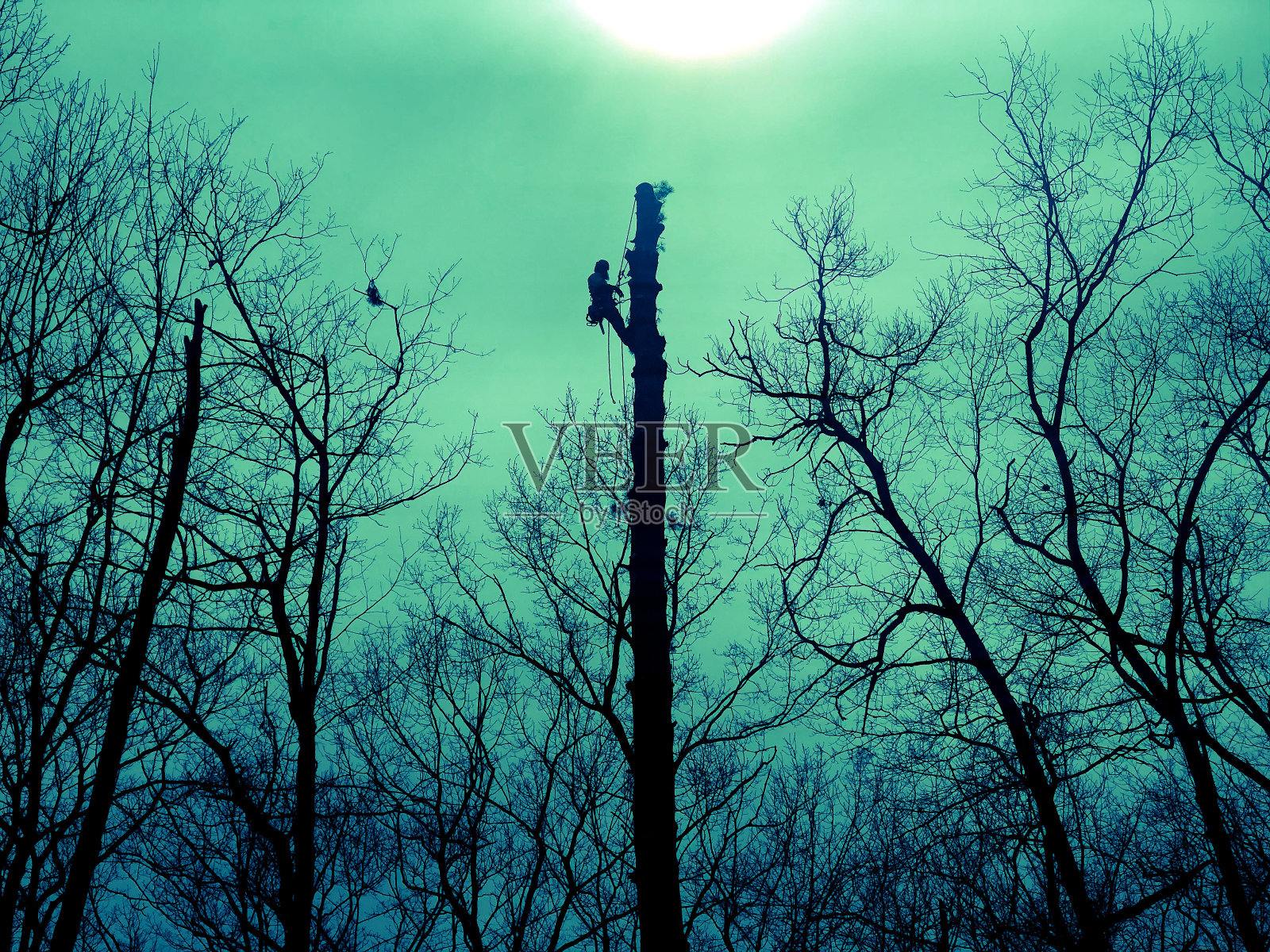 树刀绿色照片摄影图片