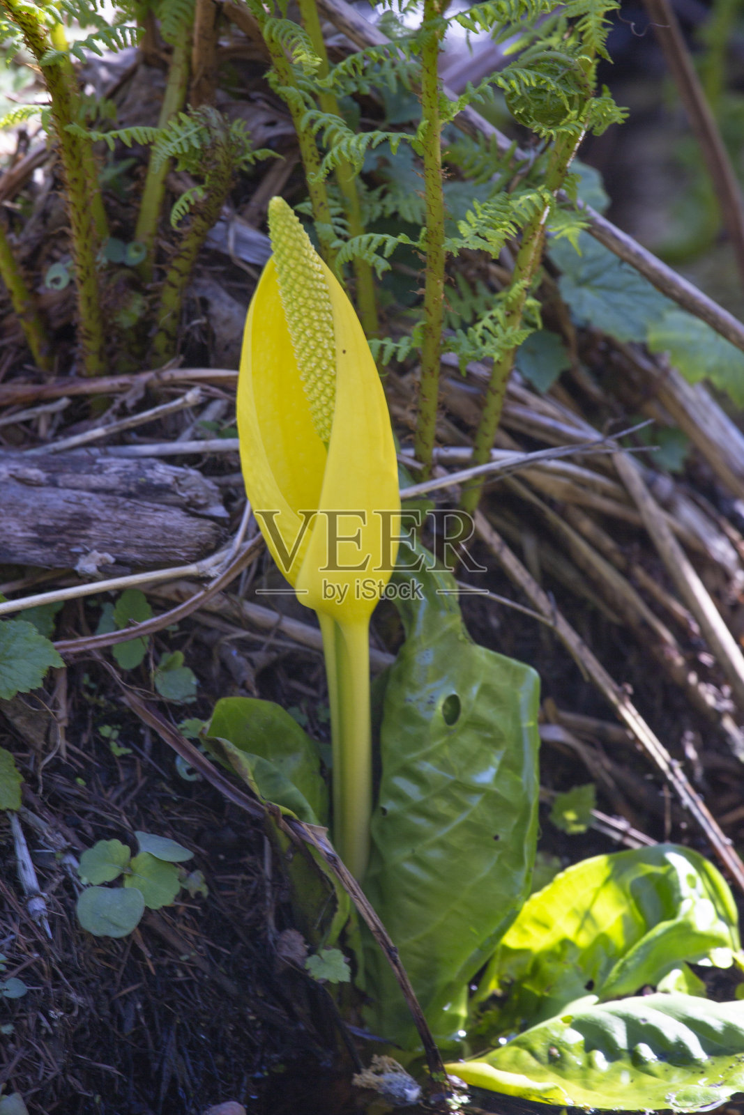 臭白菜在其原生的湿地环境中开花照片摄影图片